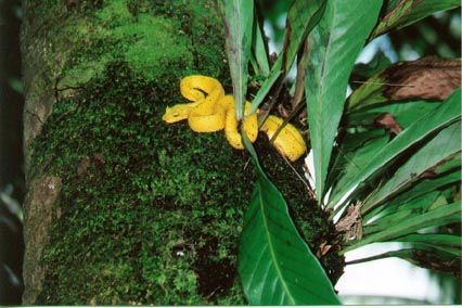 eyelash viper