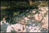 pacifuic rattler 3
