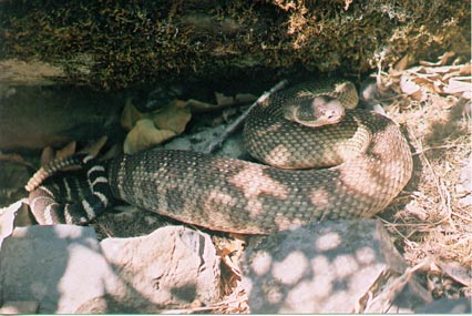 pacifuic rattler 3