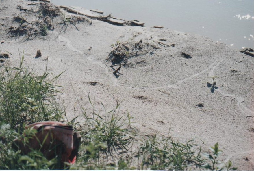 Snake track?