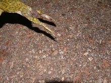 Spadefoot jumping