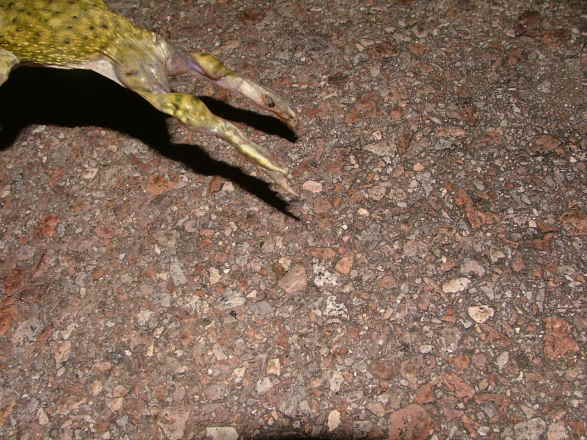 Spadefoot jumping