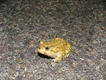 Spadefoot Toad