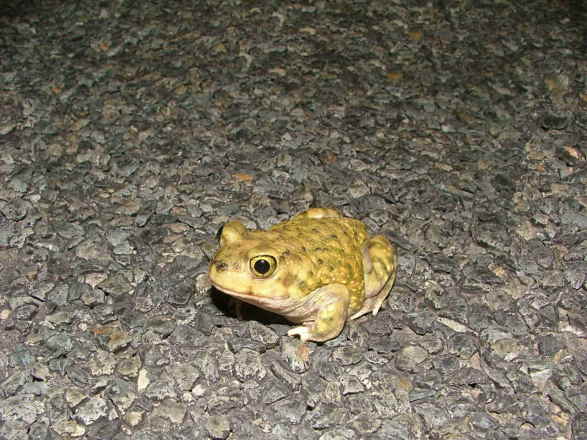 Spadefoot Toad