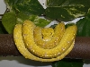 My Merauke