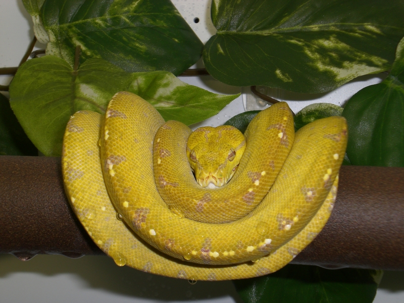 My Merauke