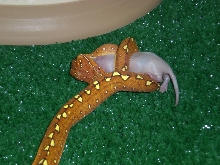 Female Biak