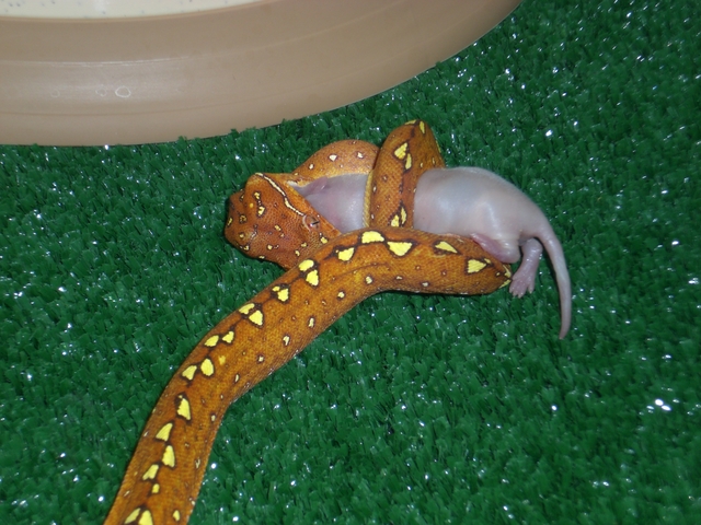 Female Biak