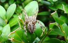 Araneus diadematus