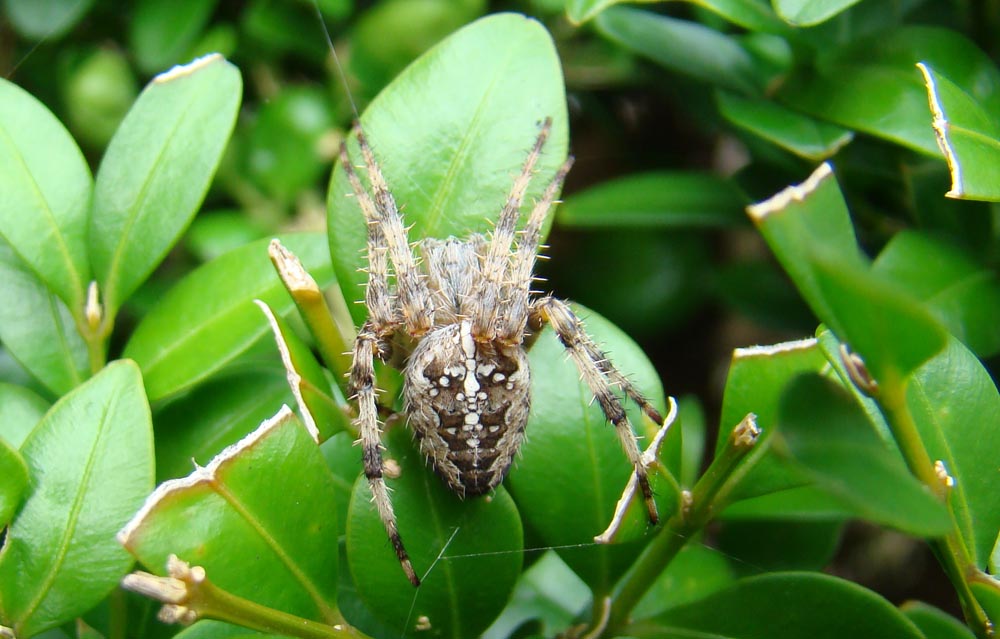 Araneus diadematus