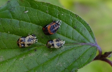 Multicoloured asian ladybird