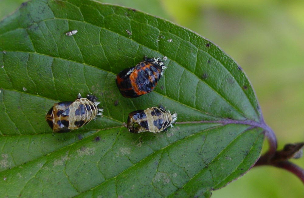 Multicoloured asian ladybird