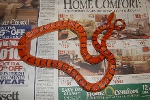 Female #2 Okeetee