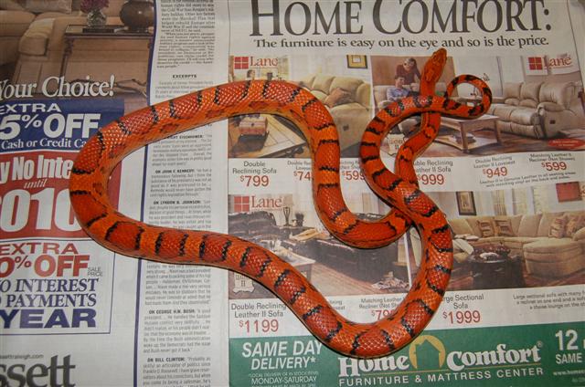Female #2 Okeetee