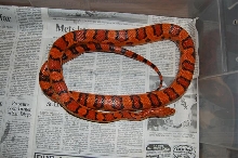 Male #1 Okeetee