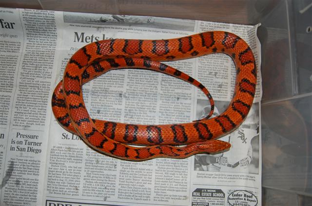 Male #1 Okeetee