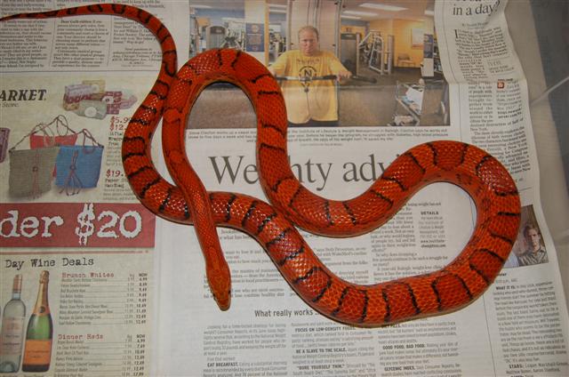 Male #2 Okeetee