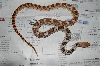 Male het hypo deppei