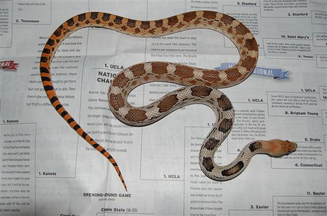Male het hypo deppei