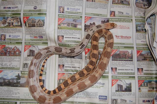 Female hypo deppei in shed