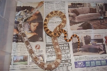Male hypo deppei