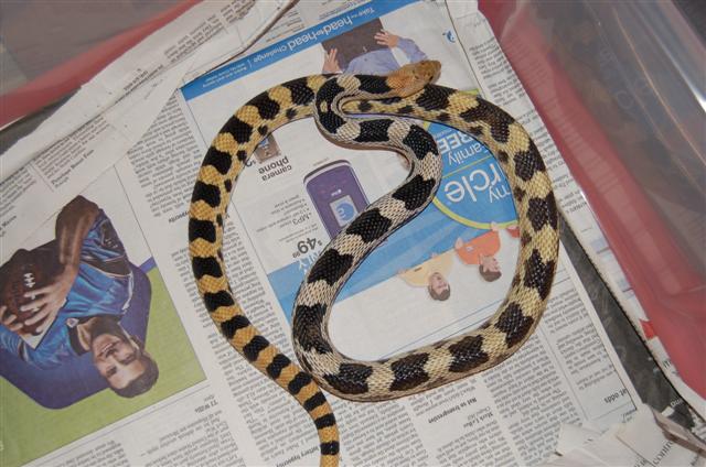 Male normal deppei