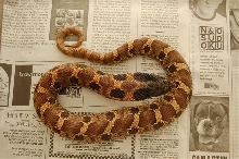 Male Eastern Hog