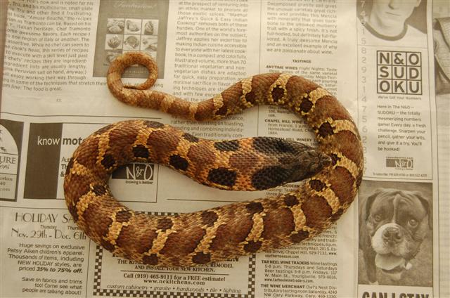 Male Eastern Hog