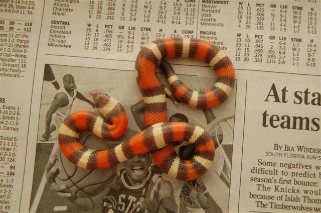 2008 Tri-color hypo Pueblan #2