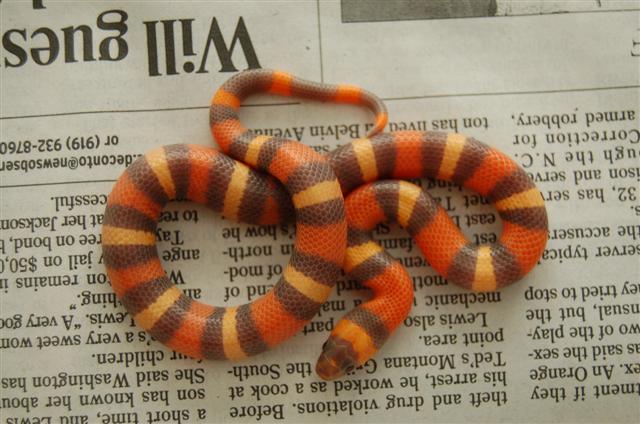 2008 hypo Apricot Pueblan
