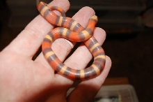 2008 hypo Apricot Pueblan #2