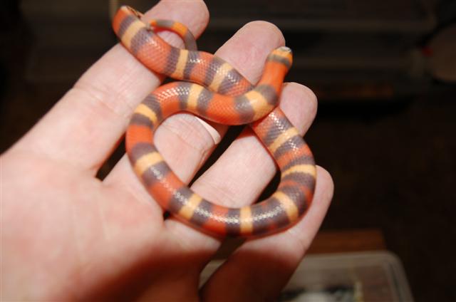 2008 hypo Apricot Pueblan #2
