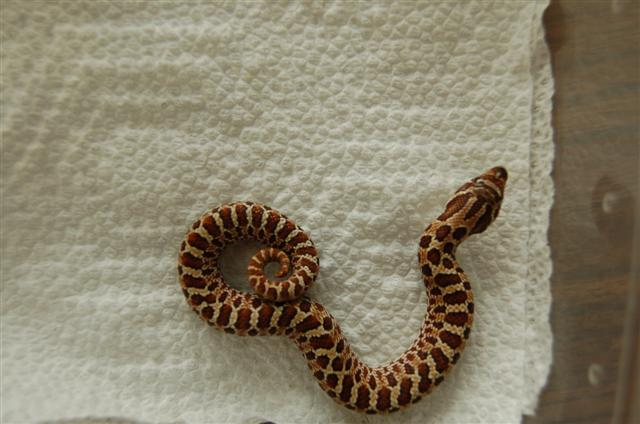 2008 Western Hognose #1