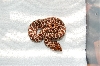 2008 Western Hognose #2