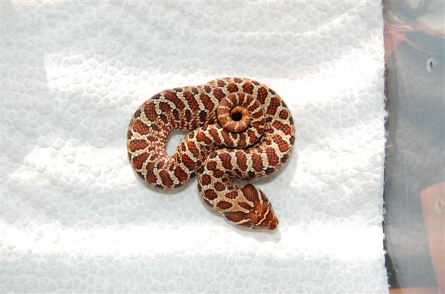 2008 Western Hognose #2