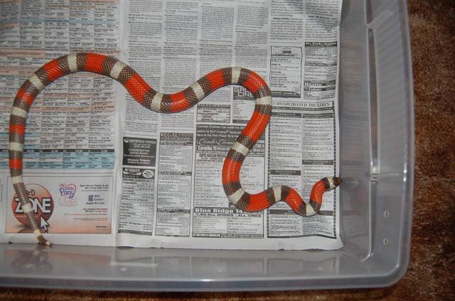 Hypo Pueblan male breeder