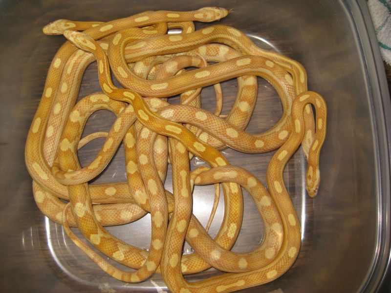 2007 Butter Motleys