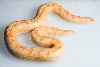 albino female
