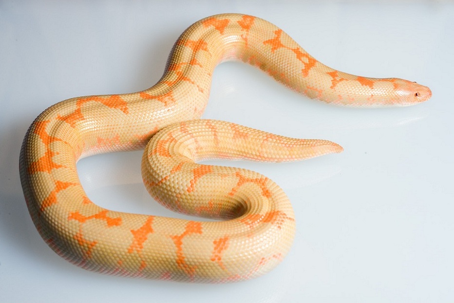 albino female
