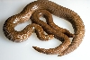 rufescens