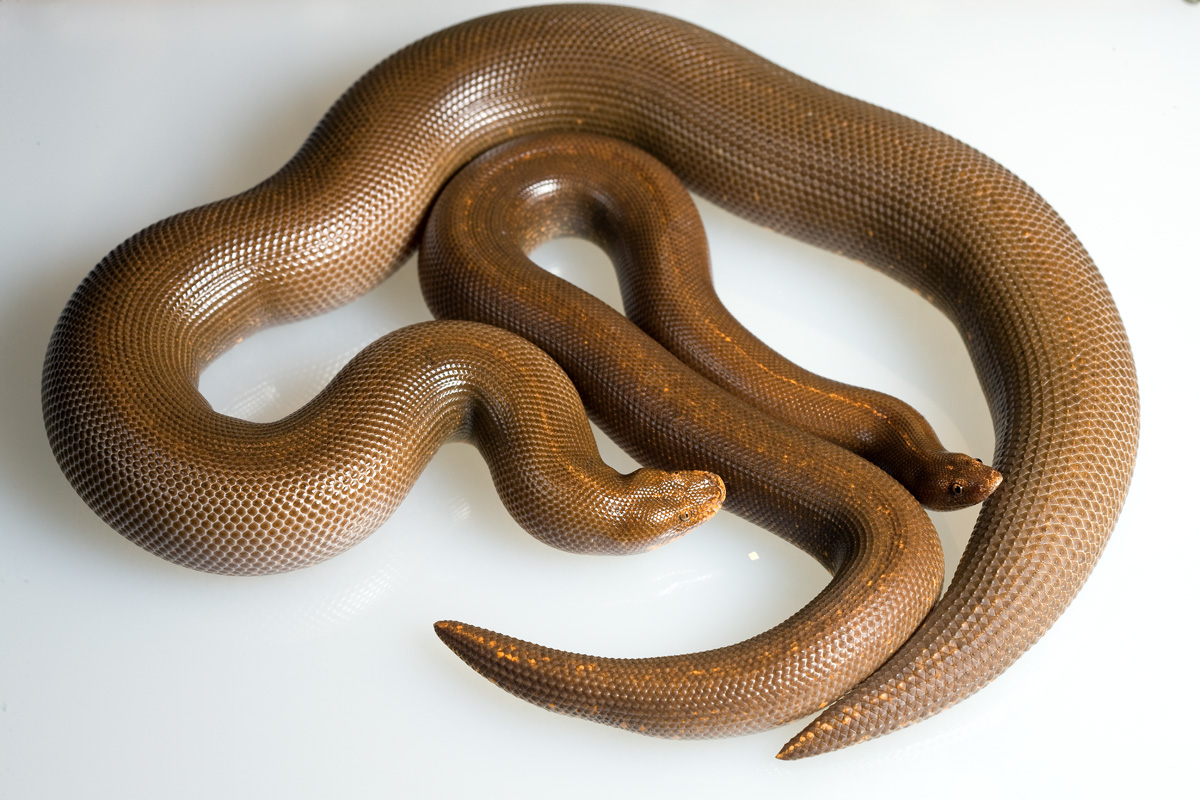 rufescens