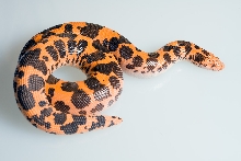 dodoma female