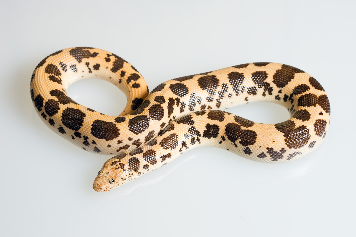 dodoma male