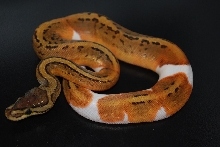 2012 pin pied