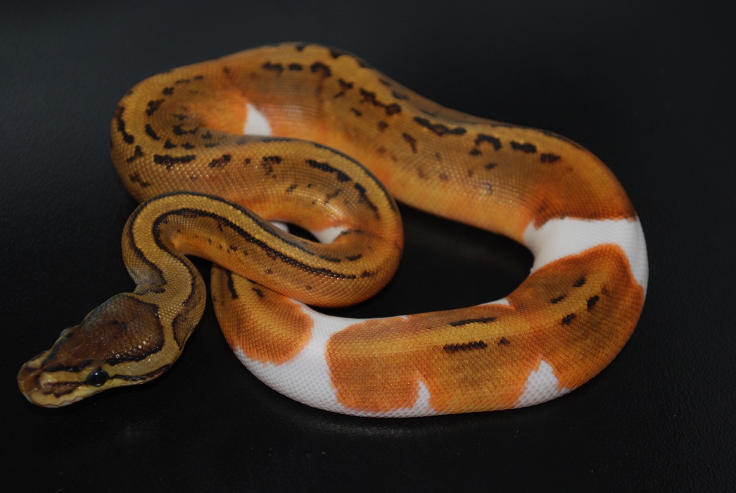 2012 pin pied
