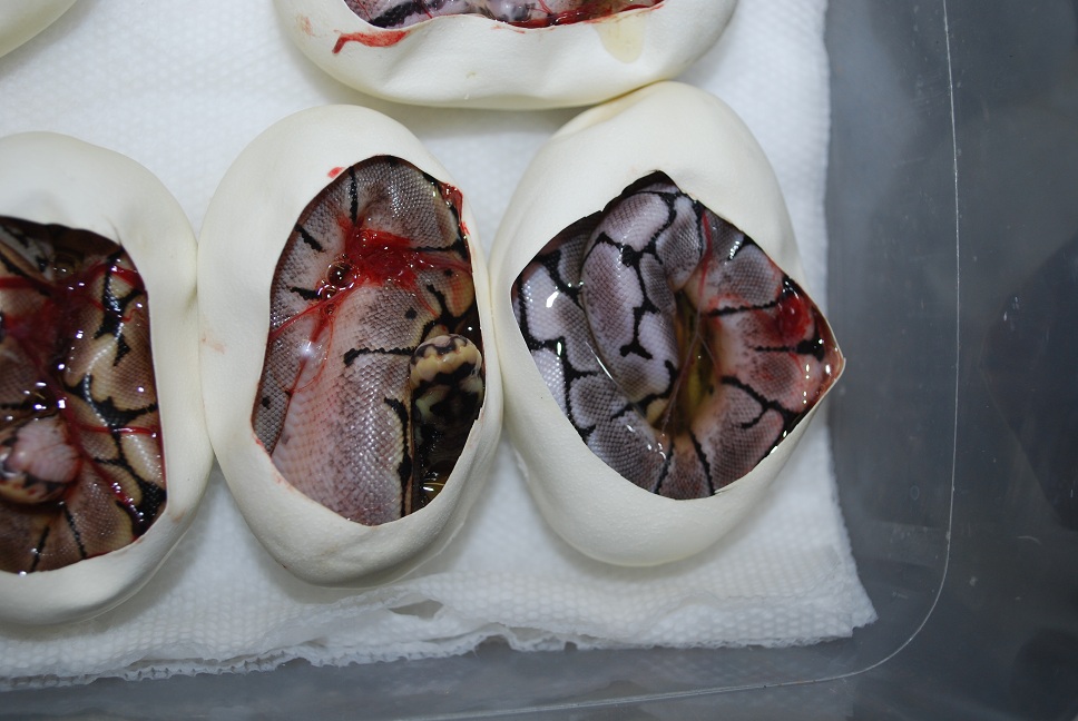 Axanthic Spider