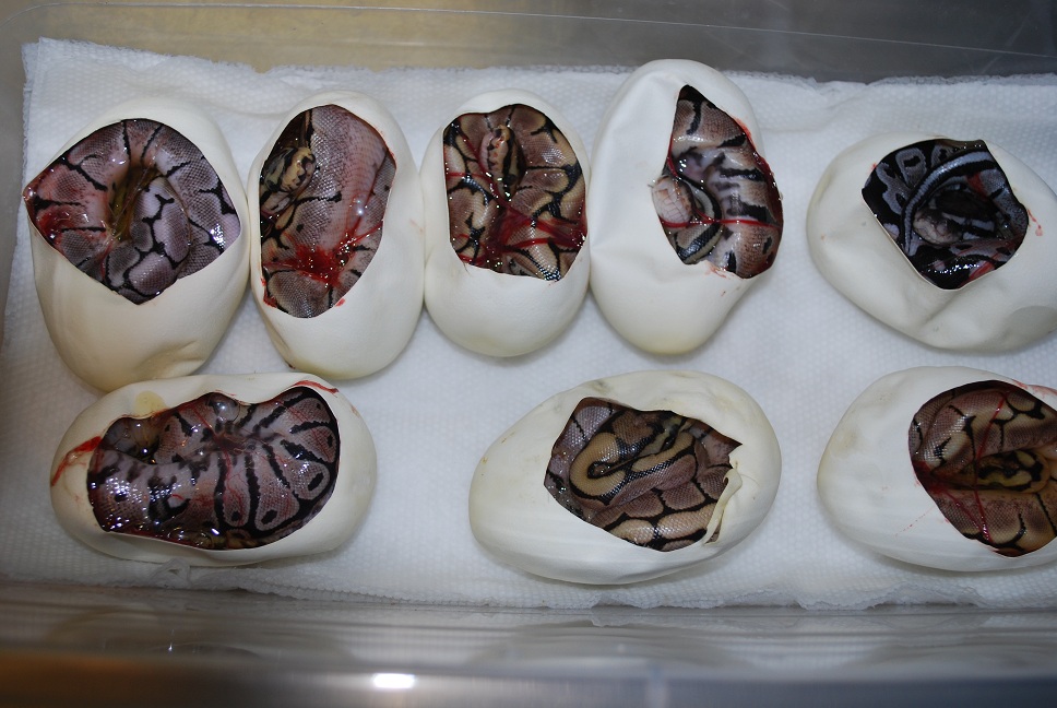 First clutch of 2011