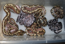 1st clutch of 2011