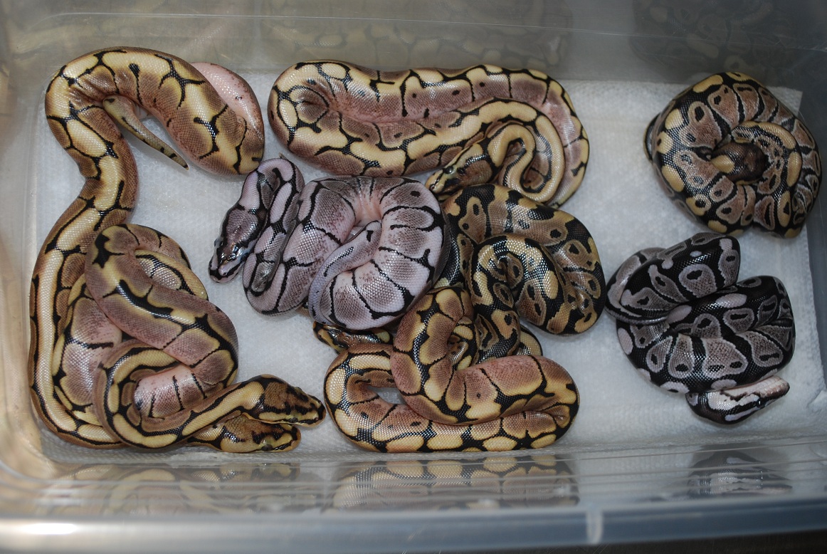 1st clutch of 2011