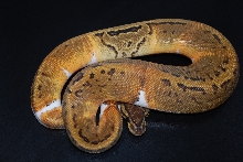 2011 Pin Pied